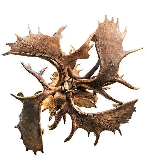 Rustic 12-Light Moose Antler Chandelier for Luxe Decor